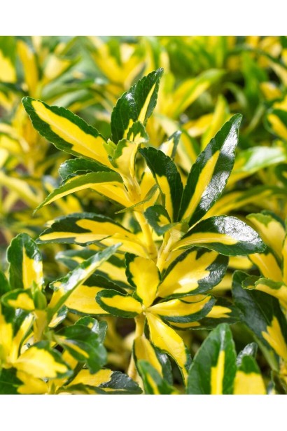 Бруслина japonicus ’Exstase’  